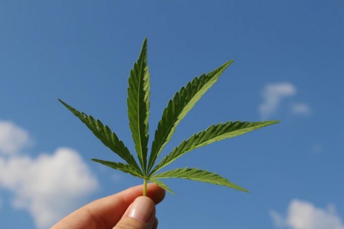 peliculas sobre cannabis